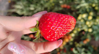 【摘草莓】刘家峡+河口古镇汽车1日游